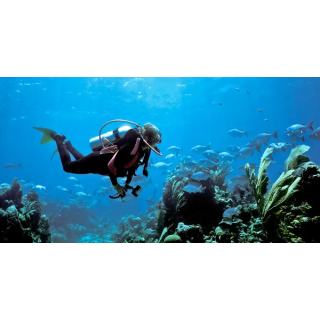 OPEN WATER DIVER